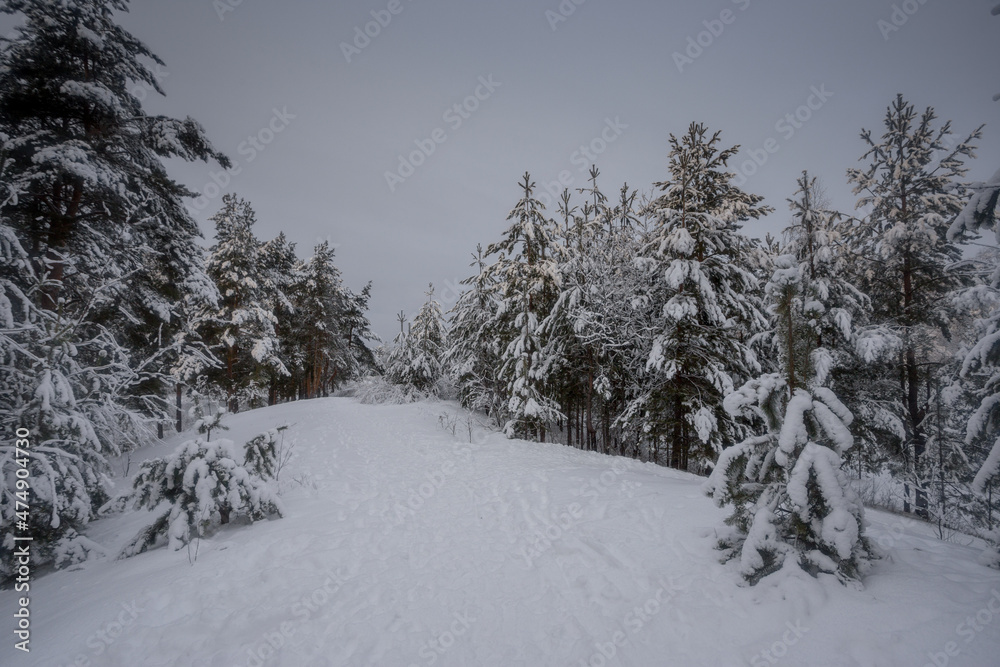winter forest, trees in the snow, nature photos, frosty morning winter forest, trees in the snow, nature photos, frosty morning