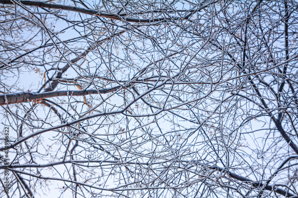 snow-covered tree branches and blue cloudless winter sky snow-covered tree branches and blue cloudless winter sky