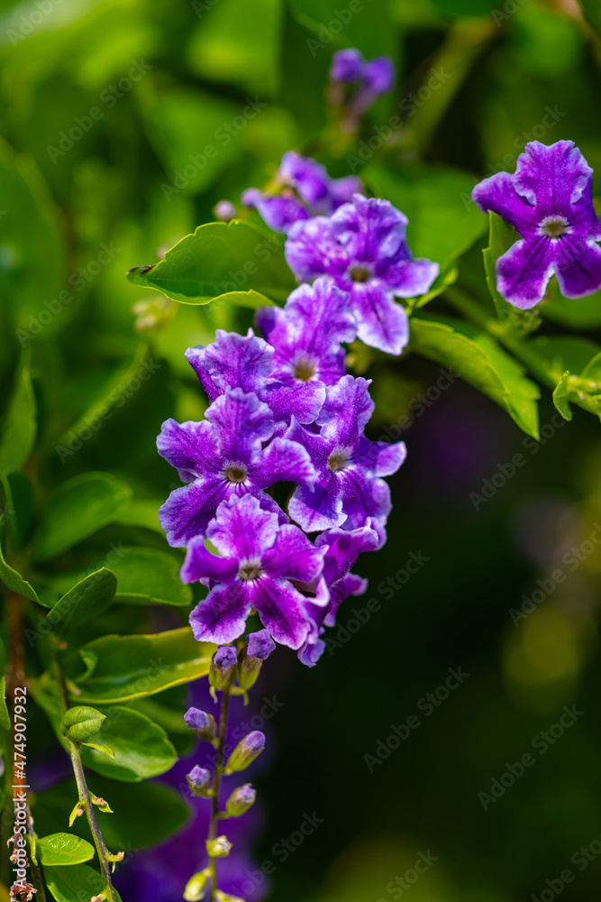 Purple Golden dewdrop flowers on a bush in the early morning Purple Golden dewdrop flowers on a bush in the early morning