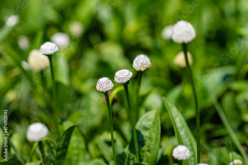 Blooming Eriocaulon decangulare flower in the middle of the meadow photo