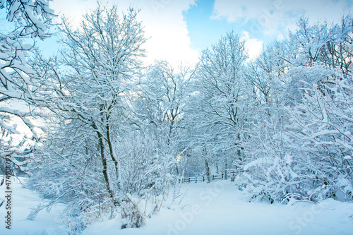 Winter landscape with snow covered trees .Christmas background.