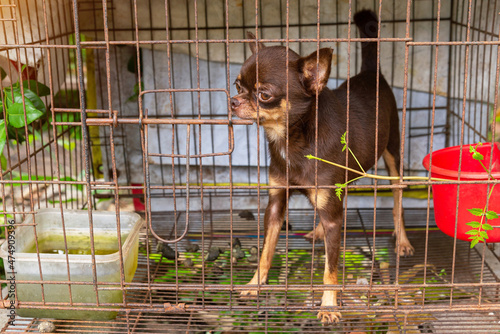 Chihuahua puppies mischievously in a steel cage.