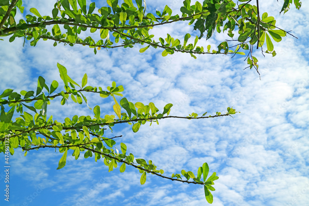 Fototapeta premium Tree branch with green foliage against blue cloudy sky