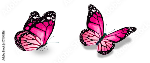 Wallpaper Mural Color monarch butterflies, isolated on the white background Torontodigital.ca