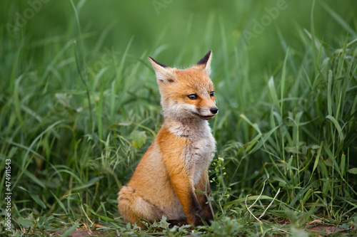 portrait of a small red fox