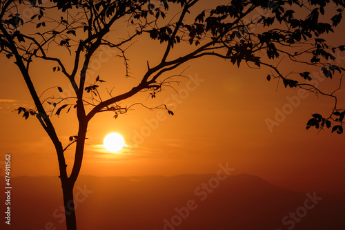 Fototapeta Naklejka Na Ścianę i Meble -  silhouette of tress at sunrise time