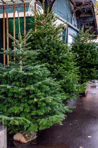 Sale of natural Christmas trees on the streets of Paris on Christmas Eve.