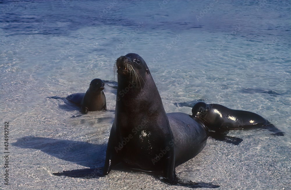 Fototapeta premium Sea lion