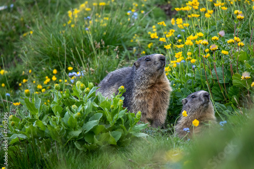 marmotta in primavera photo