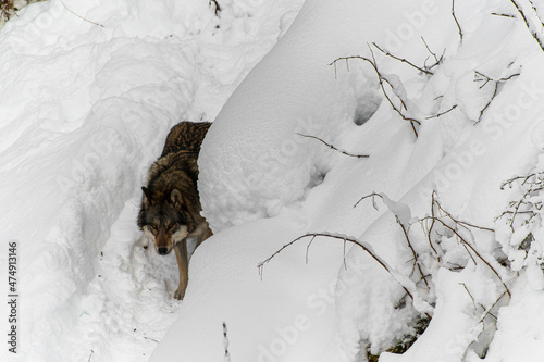 Loups en hiver dans le jura Suisse