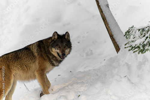 Loups en hiver dans le jura Suisse