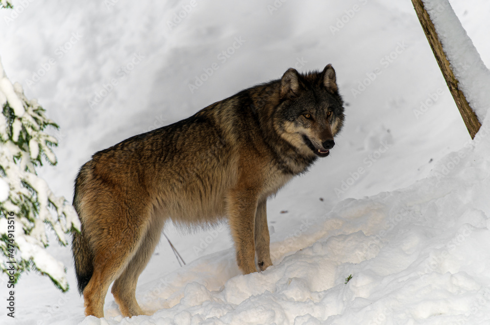 Naklejka premium Loups en hiver dans le jura Suisse