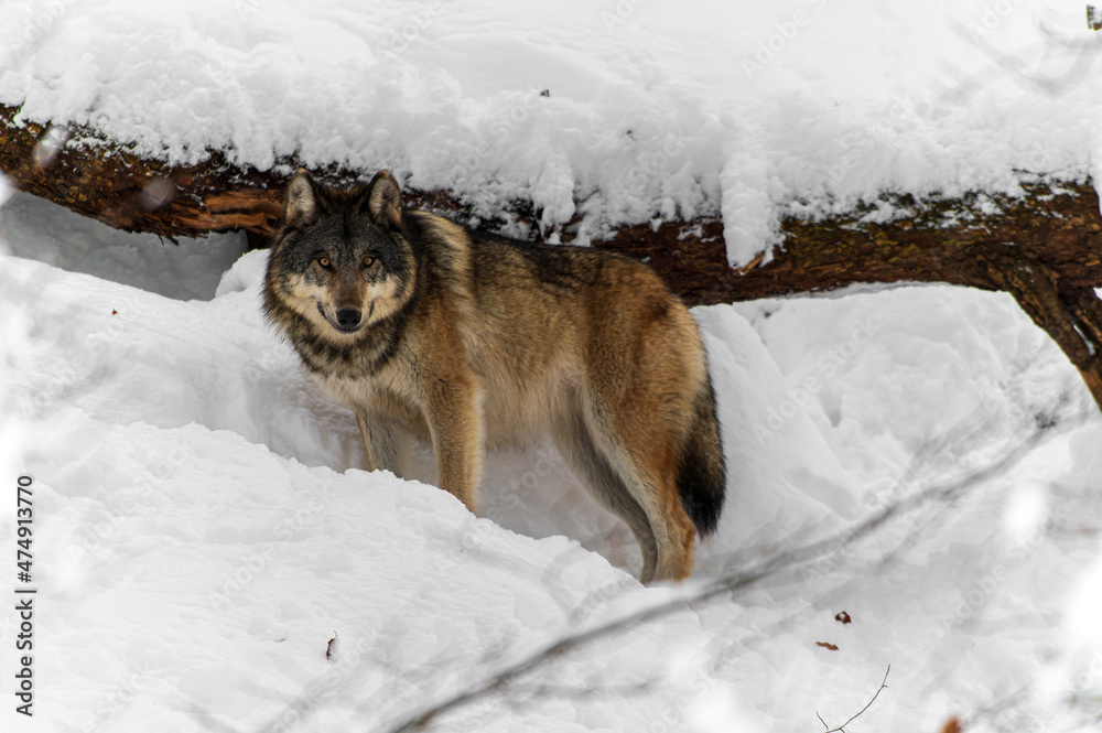 Loups en hiver dans le jura Suisse Loups en hiver dans le jura Suisse