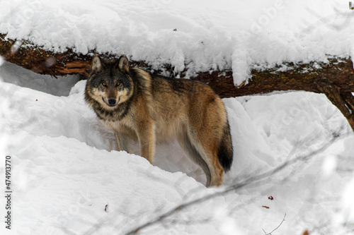 Loups en hiver dans le jura Suisse © Thierry