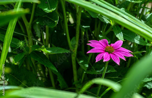 Solitary purple coneflower surrounded by green foliage