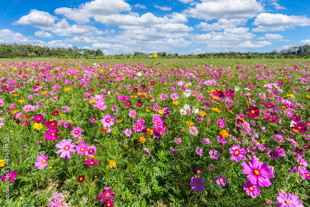 Colorful cosmos blooming in the beautiful garden flowers on hill landscape mountain.