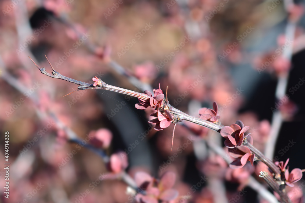 Japanese barberry