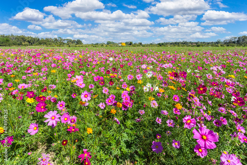 Colorful cosmos blooming in the beautiful garden flowers on hill landscape mountain.