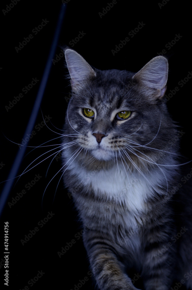 Maine Coon kitten, several months old, black-gray color on a black background.