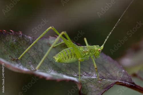 Naturmakros Käfer Schwalbenschwänzchen Schrecken