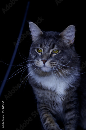 Maine Coon kitten, several months old, black-gray color on a black background.