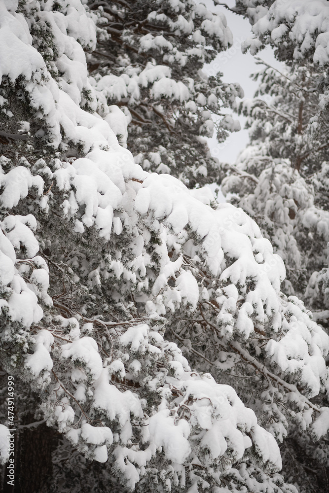 Branches of tree covered with snow in winter forest Branches of tree covered with snow in winter forest