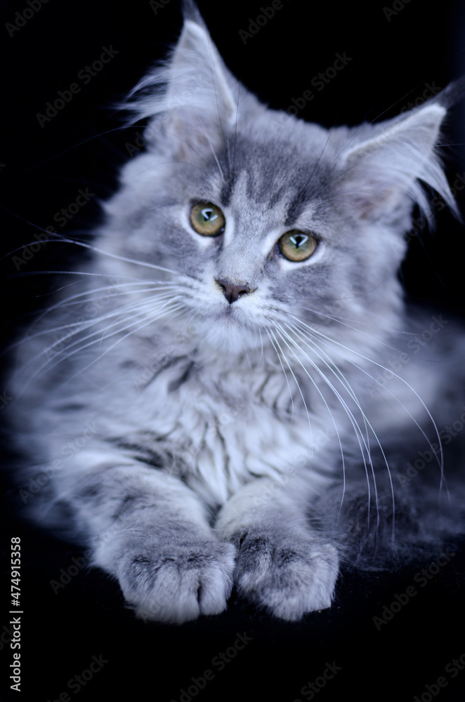 Maine Coon kitten, several months old, black-gray color on a black background. Maine Coon kitten, several months old, black-gray color on a black background.