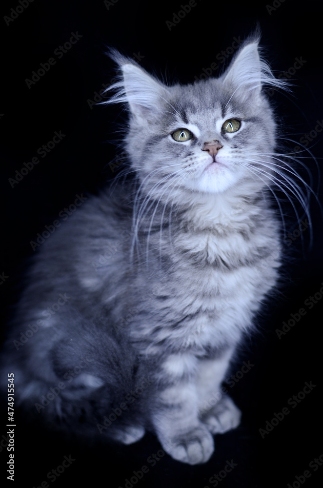 Maine Coon kitten, several months old, black-gray color on a black background.