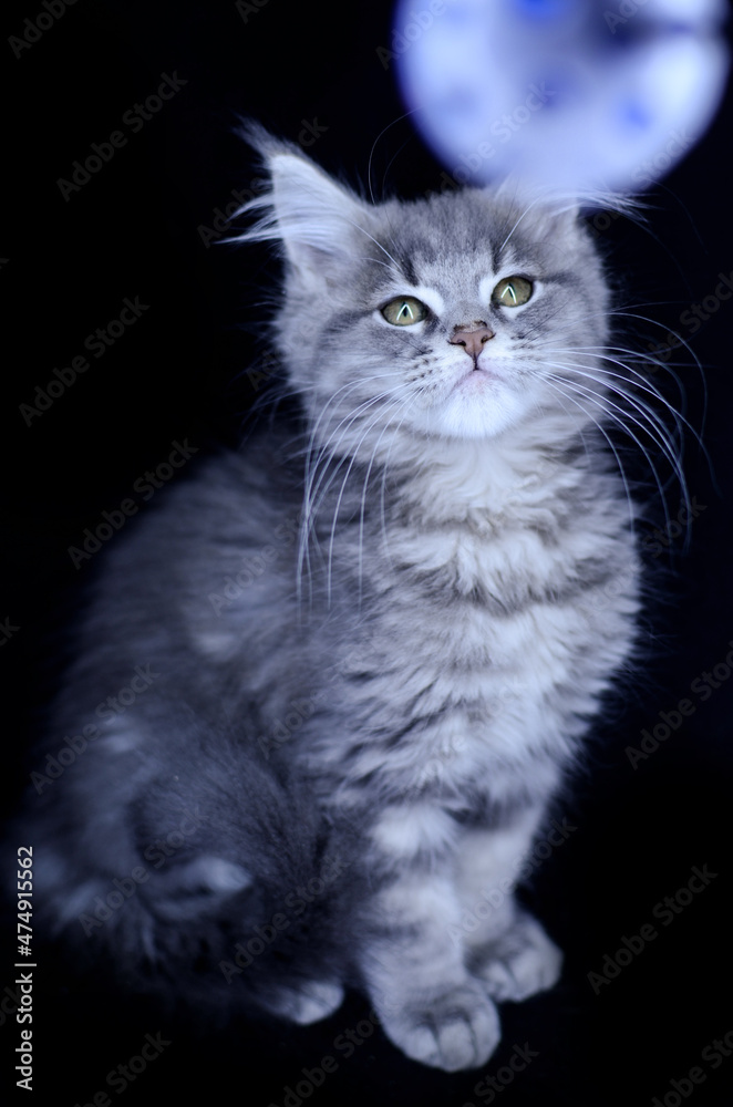 Maine Coon kitten, several months old, black-gray color on a black background. Maine Coon kitten, several months old, black-gray color on a black background.