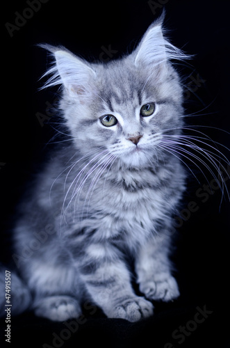 Maine Coon kitten, several months old, black-gray color on a black background.