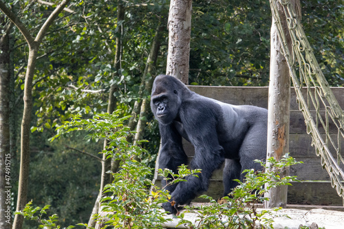 an adult male Western Lowland Gorilla (Gorilla gorilla gorilla) standing between two posts isolated on a natural green background