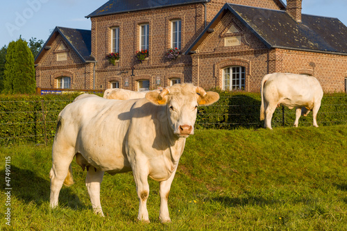 Cows in front of the entrance to the town hall of the traditional French village of Saint Sylvain in Europe  France  Normandy  towards Veules les Roses  in summer on a sunny day.