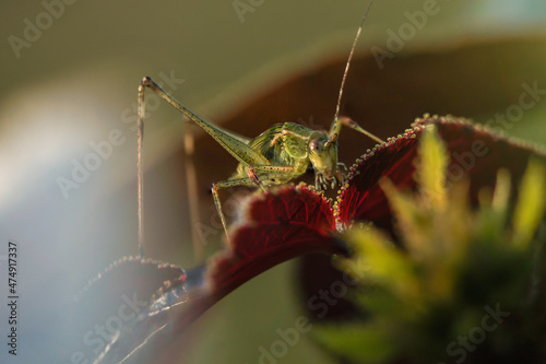 grasshopper on a jatropha gossypiifolia leaf photo