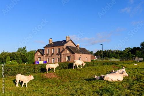 Cows in front of the town hall of the traditional French village of Saint Sylvain in Europe, France, Normandy, towards Veules les Roses, in summer on a sunny day.