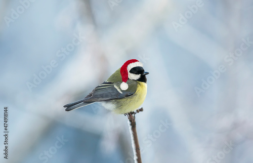 new year bird tit sitting in a winter park in a christmas red hat