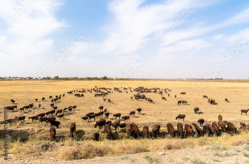 Uzbekistan, a flock of grazing sheep beside the road © Angela Meier