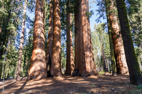 landscape and trees in Sequoia National Park in California in united states of america photo