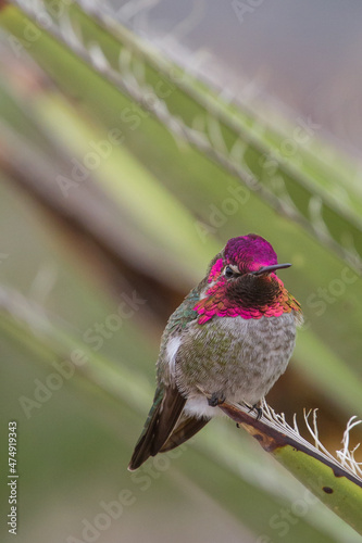 Anna's Hummingbird, Calypte anna photo