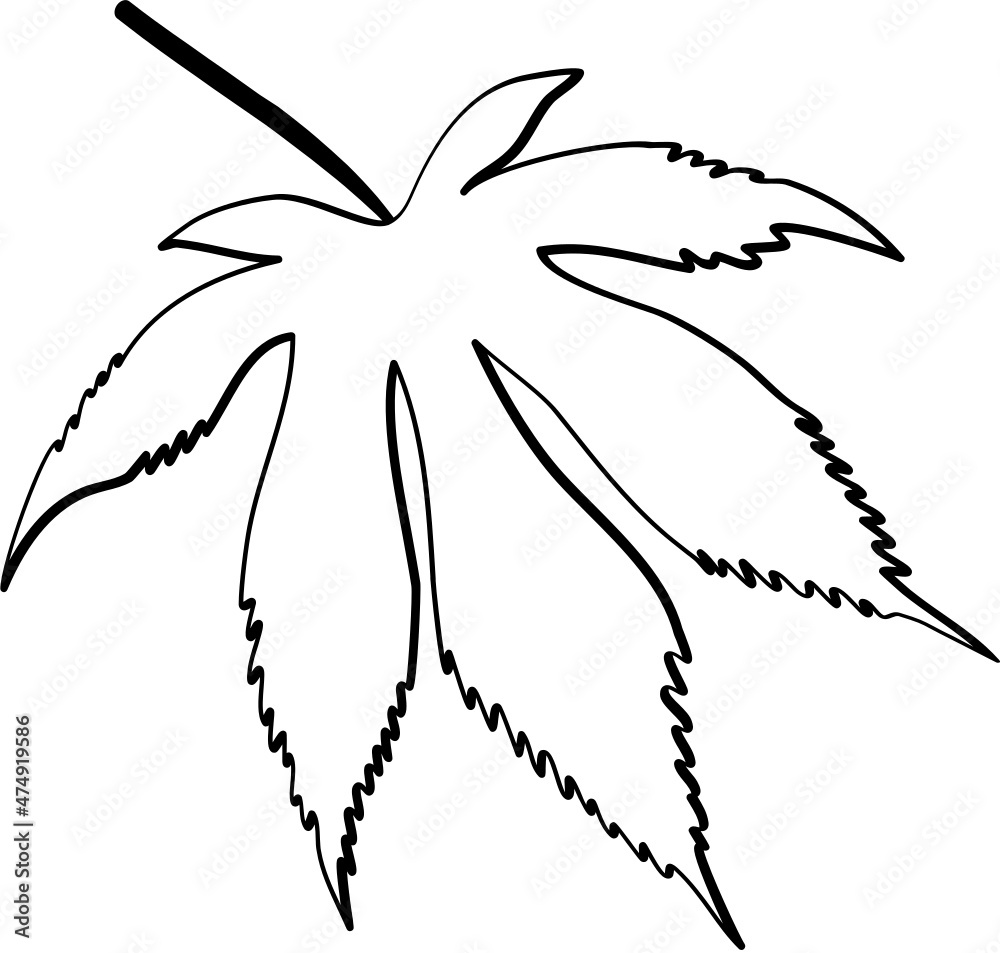 Obraz premium Maple leaf hand drawn sketch line icon