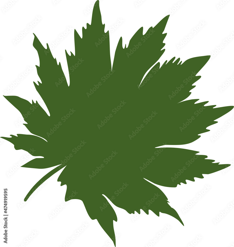 Maple leaf hand drawn sketch icon Maple leaf hand drawn sketch icon