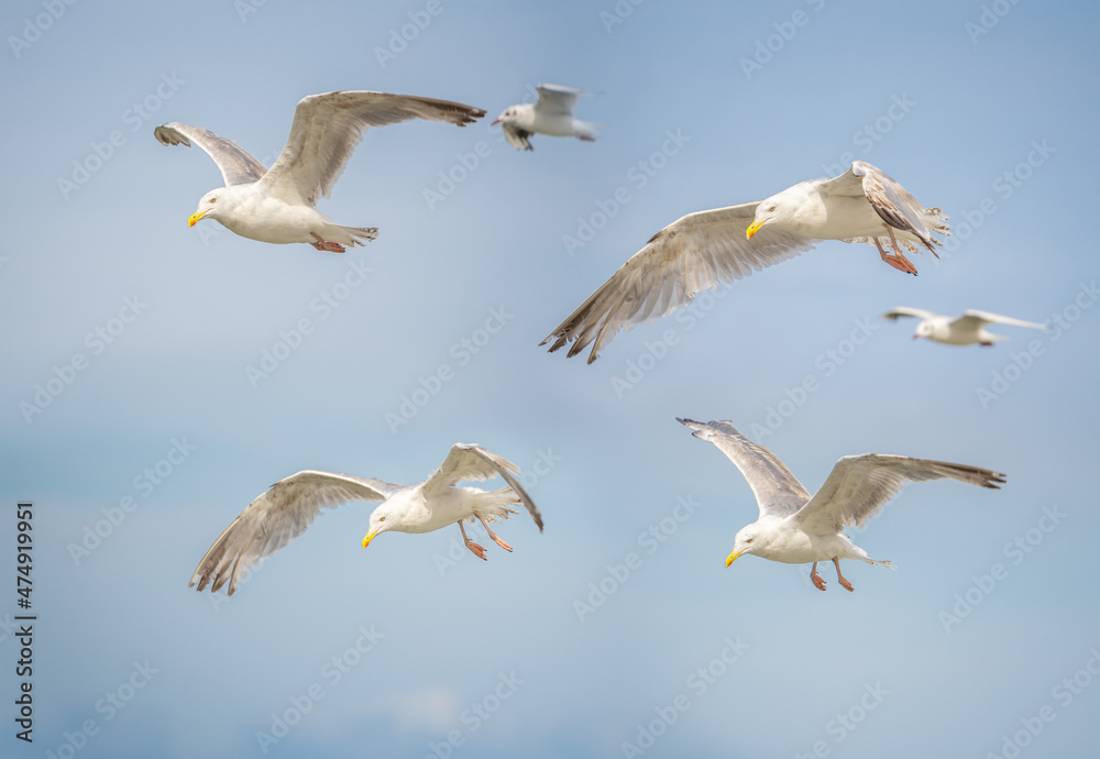 Obraz premium Different angles of sea gulls against the sky