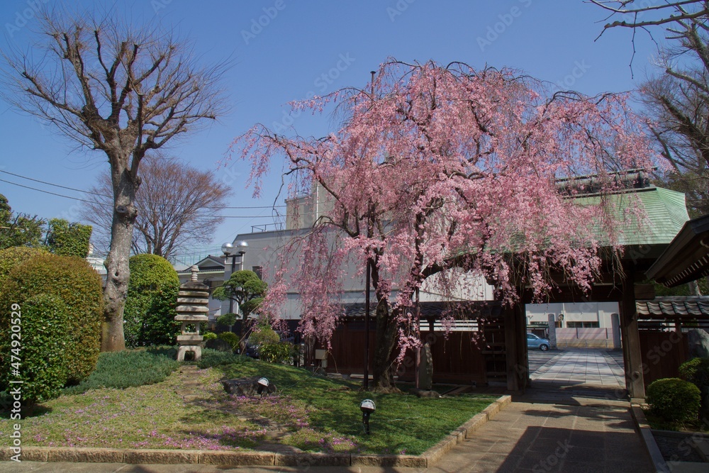 大田区 長遠寺のしだれ桜の春 大田区 長遠寺のしだれ桜の春