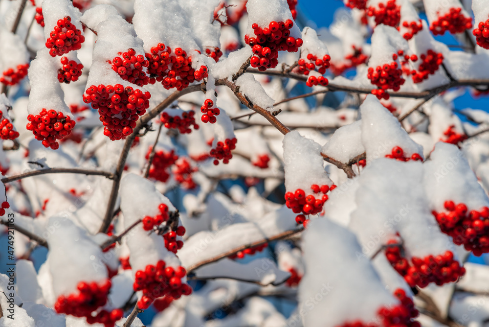 Red berries on the snowy branches of mountain ash.