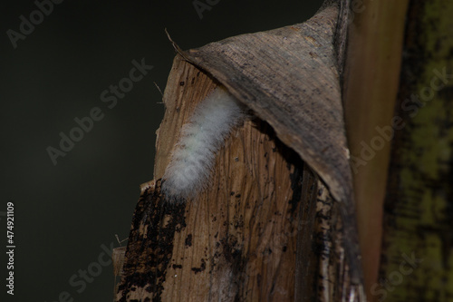 Moth caterpillar that is a banana pest (Antichloris eriphia) in the city of Rio de Janeiro, Brazil. photo