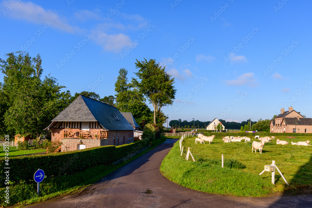 Cows on the side of the main road in the traditional French village of Saint Sylvain in Europe, France, Normandy, towards Veules les Roses, in summer on a sunny day.