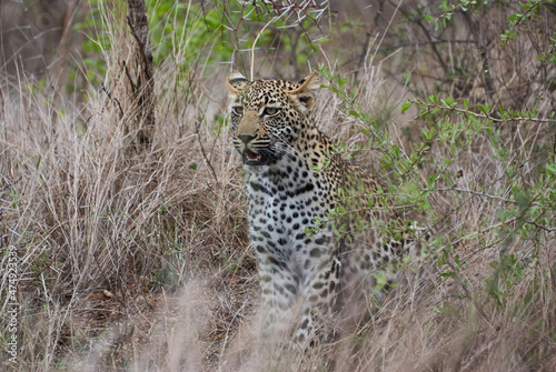 leopard  Panthera pardus  stalking through the dense african bush