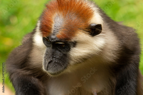 close up of a Cherry-crowned mangabey (Cercocebus torquatus) monkey with a natural green background photo