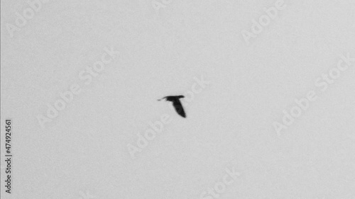 Frame by frame animation of birds. Fast sequence of crows in the sky.