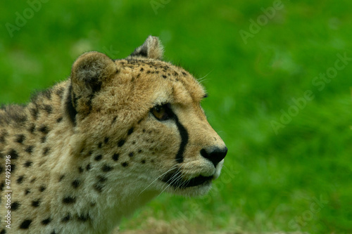 head profile of a Cheetah (Acinonyx jubatus) isolated on a natural green background