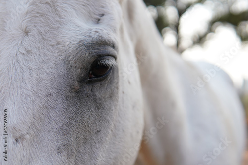 close up photo of grey horse